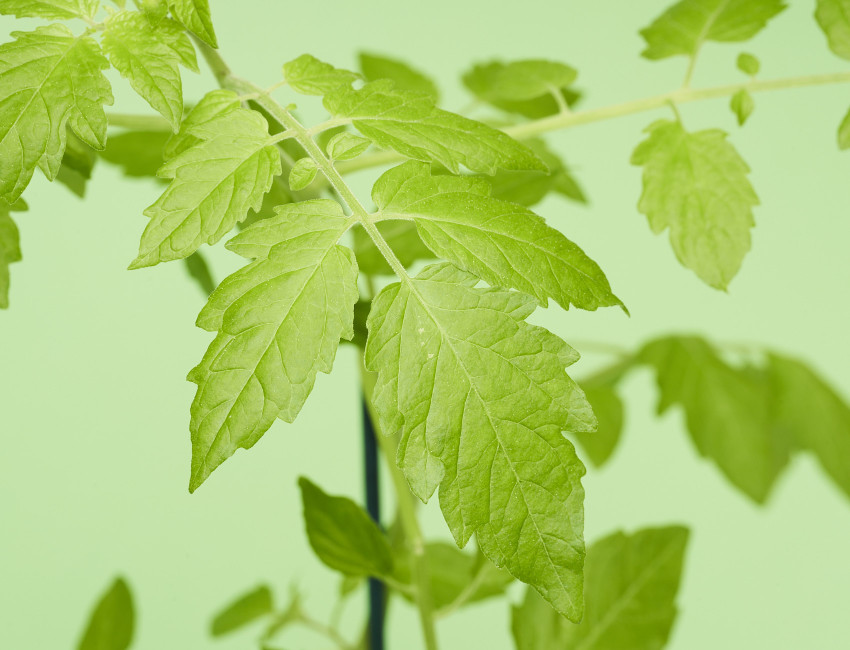 Gartencenter Kremer. Die Naturtalente | Perlentomate gelb