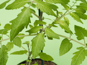 Gartencenter Kremer. Die Naturtalente | Perlentomate rot
