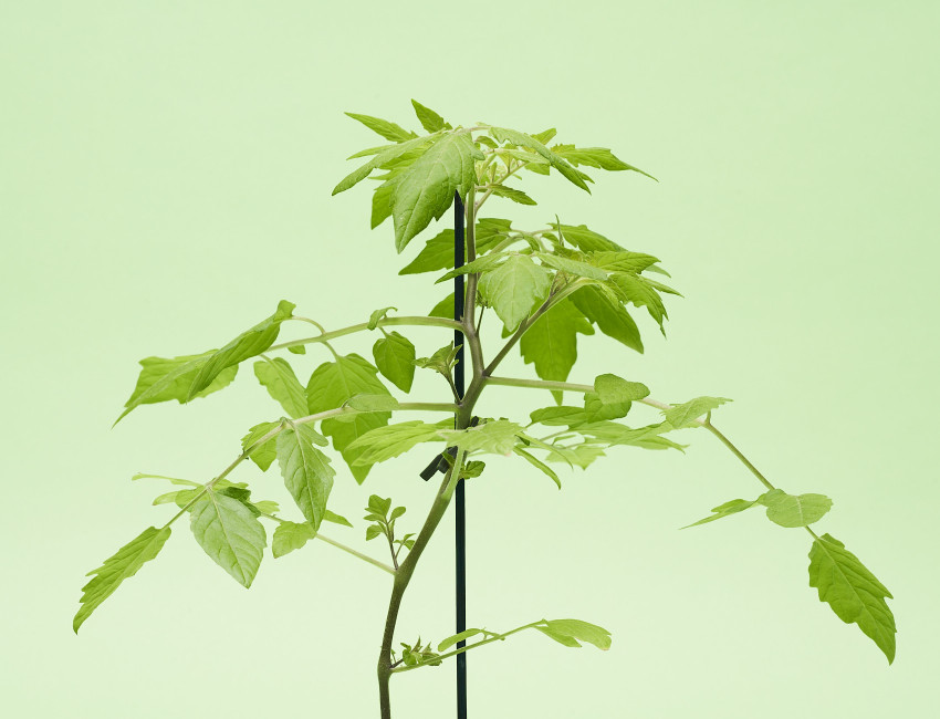 Gartencenter Kremer. Die Naturtalente | Perlentomate rot