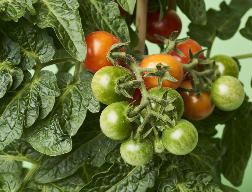 Gartencenter Kremer. Die Naturtalente | Pick-&-Joy® Cherry Tomato Red
