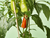 Gartencenter Kremer. Die Naturtalente | Pick-&-Joy® Mild Chili
