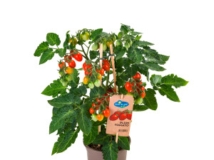 Gartencenter Kremer. Die Naturtalente | Pick-&-Joy® Plum Tomato Red