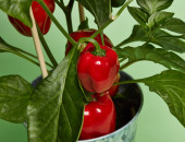 Gartencenter Kremer. Die Naturtalente | Snack-Paprika ‘Pick & Joy’