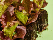Gartencenter Kremer. Die Naturtalente | Salatpflanzen