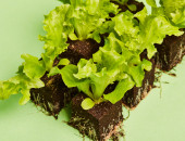 Gartencenter Kremer. Die Naturtalente | Salatpflanzen