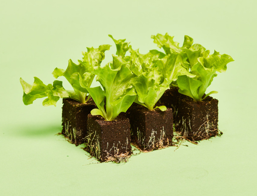 Gartencenter Kremer. Die Naturtalente | Salatpflanzen