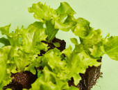 Gartencenter Kremer. Die Naturtalente | Salatpflanzen