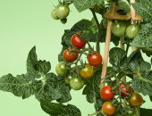 Gartencenter Kremer. Die Naturtalente | Snack Tomate