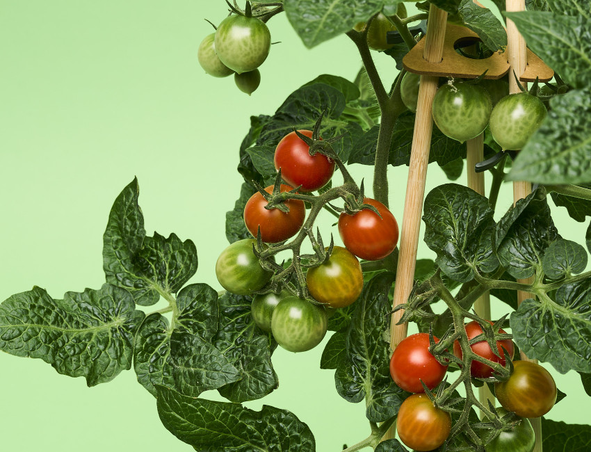 Gartencenter Kremer. Die Naturtalente | Snack Tomate