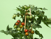 Gartencenter Kremer. Die Naturtalente | Snack Tomate