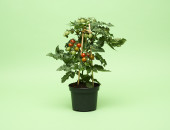 Gartencenter Kremer. Die Naturtalente | Snack Tomate
