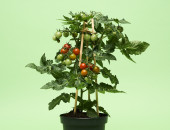 Gartencenter Kremer. Die Naturtalente | Snack Tomate