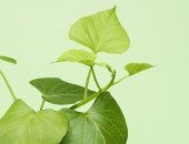 Gartencenter Kremer. Die Naturtalente | Süßkartoffel