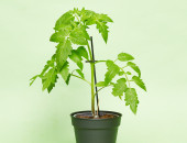 Gartencenter Kremer. Die Naturtalente | Tomatenpflanzen