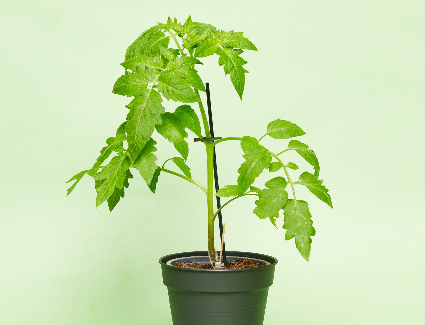 Gartencenter Kremer. Die Naturtalente | Tomatenpflanzen