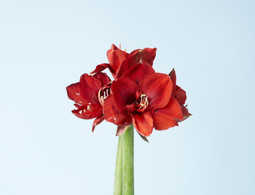 Gartencenter Kremer. Die Naturtalente | Amaryllis