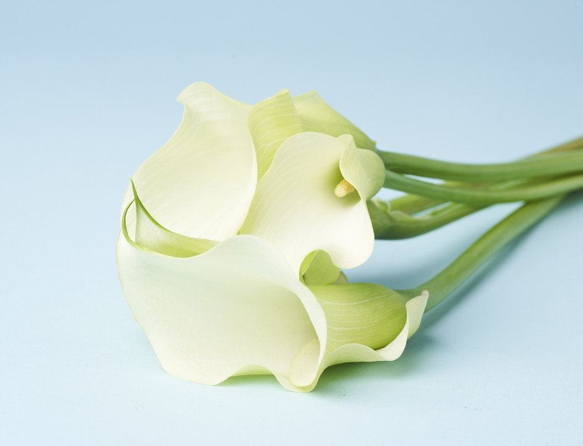 Gartencenter Kremer. Die Naturtalente | Calla