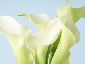 Gartencenter Kremer. Die Naturtalente | Calla