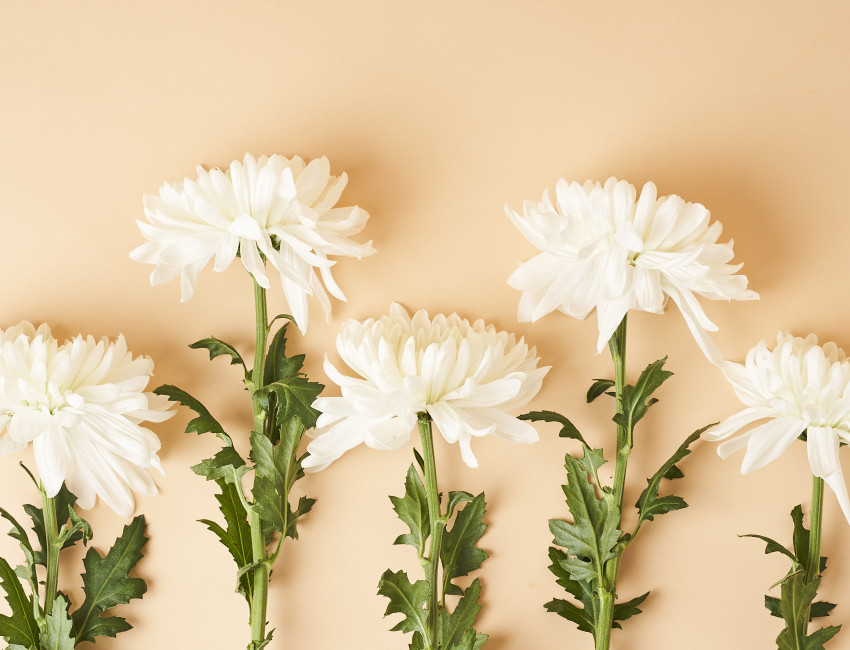 Gartencenter Kremer. Die Naturtalente | Chrysantheme
