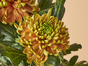 Gartencenter Kremer. Die Naturtalente | Chrysantheme