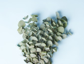 Gartencenter Kremer. Die Naturtalente | Eukalyptus