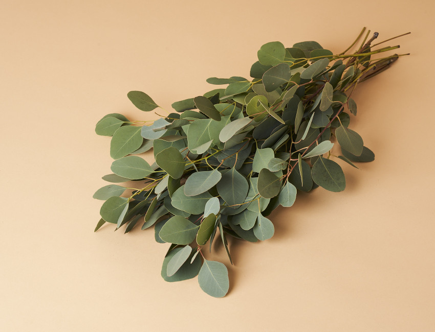 Gartencenter Kremer. Die Naturtalente | Eukalyptus