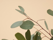 Gartencenter Kremer. Die Naturtalente | Eukalyptus