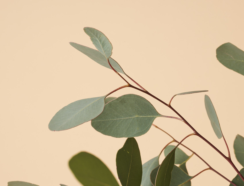 Gartencenter Kremer. Die Naturtalente | Eukalyptus