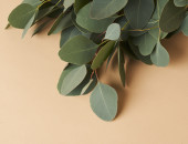 Gartencenter Kremer. Die Naturtalente | Eukalyptus