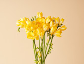 Gartencenter Kremer. Die Naturtalente | Freesien