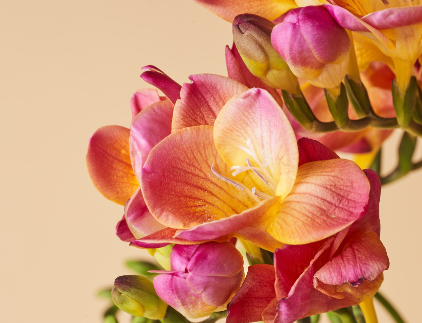 Gartencenter Kremer. Die Naturtalente | Freesien