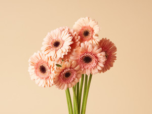 Gartencenter Kremer. Die Naturtalente | Gerbera