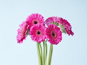 Gartencenter Kremer. Die Naturtalente | Gerbera