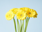 Gartencenter Kremer. Die Naturtalente | Gerbera
