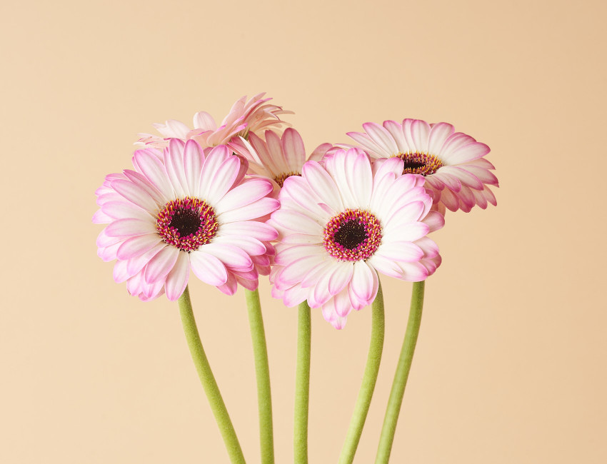 Gartencenter Kremer. Die Naturtalente | Gerbera