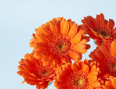 Gartencenter Kremer. Die Naturtalente | Gerbera