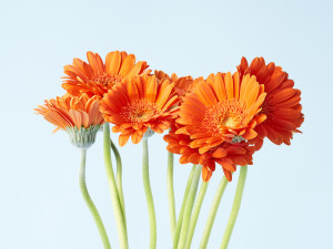 Gartencenter Kremer. Die Naturtalente | Gerbera