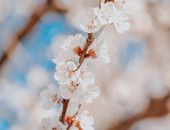 Gartencenter Kremer. Die Naturtalente | Kirschzweige