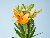 Gartencenter Kremer. Die Naturtalente | Lilien