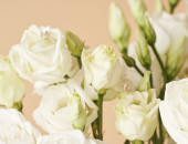 Gartencenter Kremer. Die Naturtalente | Lisianthus