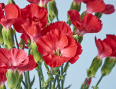 Gartencenter Kremer. Die Naturtalente | Nelke