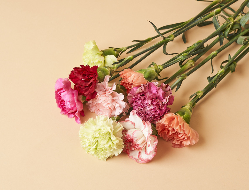 Gartencenter Kremer. Die Naturtalente | Nelken