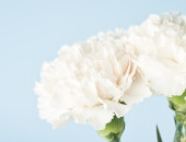 Gartencenter Kremer. Die Naturtalente | Nelken