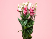 Gartencenter Kremer. Die Naturtalente | Lisianthus Bund