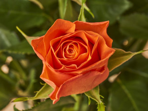 Gartencenter Kremer. Die Naturtalente | Rose