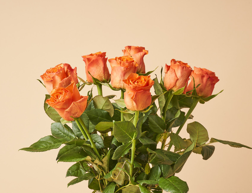 Gartencenter Kremer. Die Naturtalente | Rose