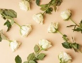 Gartencenter Kremer. Die Naturtalente | Rose