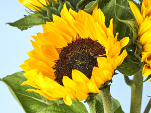 Gartencenter Kremer. Die Naturtalente | Sonnenblumen-Bund