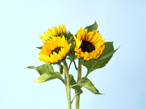 Gartencenter Kremer. Die Naturtalente | Sonnenblumen-Bund