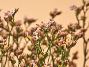 Gartencenter Kremer. Die Naturtalente | Strandflieder